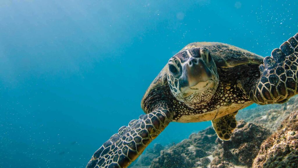 Papahānaumokuākea Marine National Monument - World Heritage USA