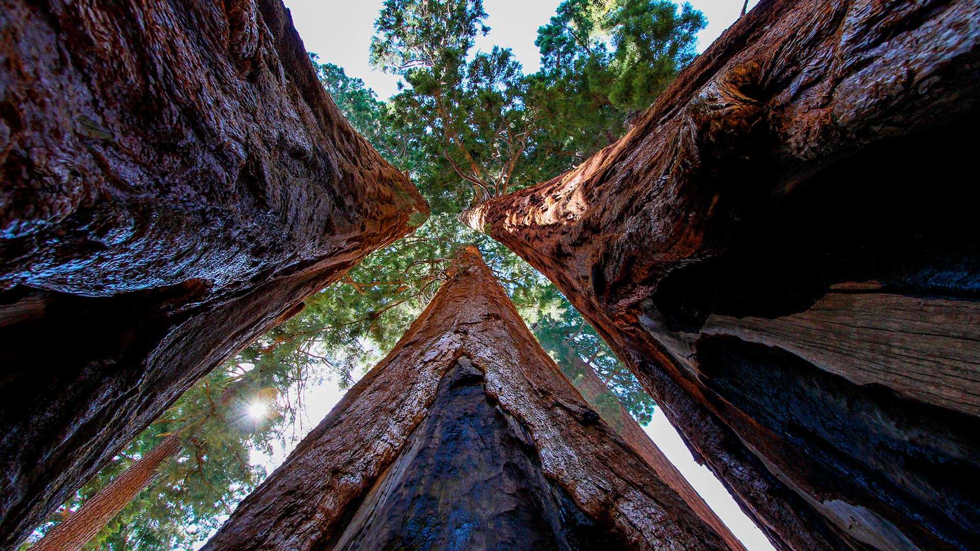 Redwood National and State Parks - World Heritage USA