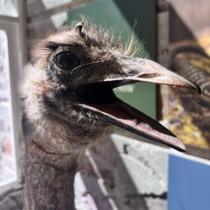The Australian Emu.