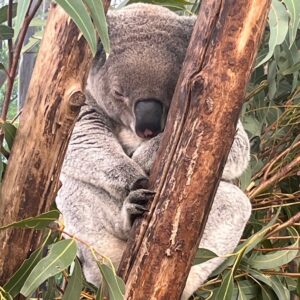 Sleeping Koala at Wildlife Sydney Zoo, Darling Harbor.